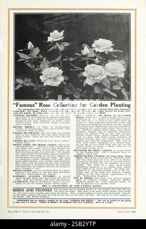 Peonies for Pleasure Springfield Ohio Baines [1917] fiori semi peonie cataloghi piante bulbi ornamentali piante cataloghi commerciali industria dei semi e storie di giardino commerciale in fiore, un'elegante esposizione di rose in fiore è presentata in prima linea, catturando i delicati dettagli dei petali e la lussureggiante vegetazione che li circonda. La composizione evidenzia vari tipi di rose, enfatizzando le loro forme e consistenze uniche. Sotto la disposizione floreale, il testo informativo presenta la "Famous" Rose Collection per la piantagione di giardini, con i dettagli delle caratteristiche e dei consigli di coltivazione per ogni varietà Foto Stock