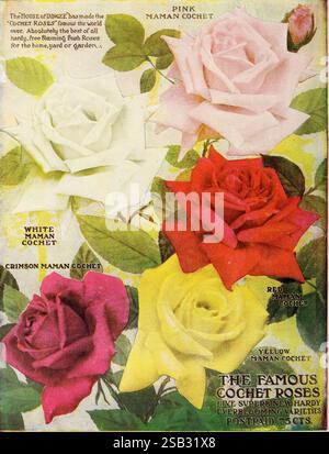 Guida Dingee alla cultura delle rose, West Grove, Pa, The Dingee & Conard Co, 1920, cataloghi, Dingee Conard Co, fiori, vivai di orticoltura, stock vivaistico, rose, cataloghi commerciali, storie da giardino, Mamancochet Roses, Rosa, Rose, Una vivace collezione di rose che mostra vari colori e nomi. La sezione superiore presenta una rosa pallida etichettata "Pink Maman Cochet", che trasuda una delicata eleganza. Sotto di essa, l'impressionante "Crimson Maman Cochet" presenta una ricca tonalità rossa, mentre accanto ad essa, un'audace rosa rossa, chiamata "Red Maman Cochet", cattura l'attenzione con i suoi toni profondi. A destra, Foto Stock