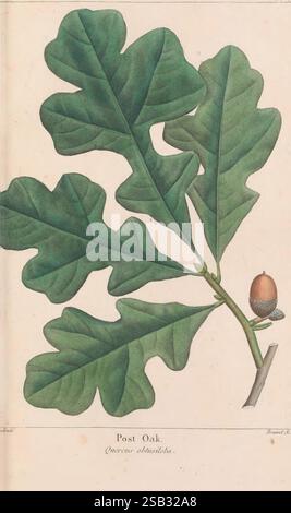 Il North American Sylva Philadelphia R.P. Smith 1853 botanica North America Trees Quercus obtusiloba Quercus stellata, Un'illustrazione dettagliata di un ramo di Post Oak (Quercus stellata), che mostra le sue caratteristiche foglie lobate. Le foglie sono ampie, con seni profondi e una superficie lucida, che mostra una vivace tonalità verde. Una singola ghianda, incastonata tra le foglie, è raffigurata con il suo cappuccio liscio e arrotondato e il gambo delicato. L'opera d'arte presenta il nome comune della pianta in basso, elegantemente presentato, insieme al nome botanico di riferimento. La composizione complessiva evidenzia l'intricata det Foto Stock