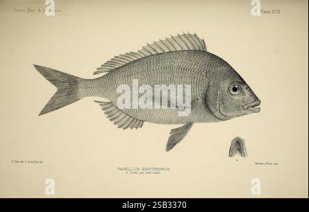 I pesci di Gran Bretagna e Irlanda, Edimburgo, 1880-1884, Gran Bretagna, pesci, opere pittoriche, l'illustrazione presenta una rappresentazione dettagliata di un Pagellus erythrinus, comunemente noto come il comune pesce pandora. Questa specie è caratterizzata dal suo corpo ovale, dalla pinna dorsale sporgente e allungata, e da una testa pronunciata con una bocca dotata di piccoli denti appuntiti. Le pinne sono contornate in modo complesso, catturando le sottili consistenze delle scaglie del pesce che gli conferiscono un aspetto scintillante. Una piccola parte della mascella e dei denti inferiori è illustrata, evidenziando la meccanica di alimentazione dei pesci Foto Stock