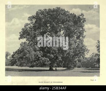 The Trees of Great Britain & Ireland, Edinburgh, Priv. Print, 1906-13, Gran Bretagna, Irlanda, alberi, un grande e maestoso albero si erge in modo prominente in un vasto paesaggio, con i suoi ampi rami estesi ricoperti da fitte fogliame. Il robusto tronco dell'albero suggerisce resistenza e longevità, mentre il campo aperto circostante ne migliora la grandezza. Il cielo è punteggiato da morbide e soffici nuvole, creando uno sfondo sereno che completa la bellezza naturale dell'albero. Questa scena cattura la tranquillità della natura, invitando gli spettatori ad apprezzare la tranquillità e la resilienza di questo gigante solitario. Foto Stock