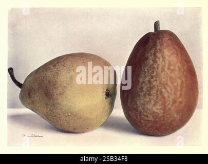 Mele, pere, Edimburgo, T.. C, E.. C, Jack, 1911, pere, mele, due pere sono esposte fianco a fianco, mostrando le loro forme e consistenze distinte. La pera a sinistra ha una pelle liscia e giallastra con sottili sfumature di verde, mentre quella a destra presenta una tonalità più pronunciata di marrone rossastro con un motivo marmorizzato. Le ombre e le luci accentuano la loro rotondità e conferiscono profondità alla loro forma. Entrambi i frutti riposano su uno sfondo semplice e luminoso, enfatizzando la loro bellezza naturale e invitando un senso di freschezza. Foto Stock
