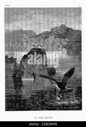 La vita e le abitudini degli animali selvatici, Londra, A. Macmillan, 1874, uccelli, comportamento degli animali, Una tranquilla scena costiera presenta un santuario roccioso dell'isola, dove è possibile vedere un paio di uccelli marini arroccati su un piccolo affioramento. Sotto, un grazioso uccello vola sopra le acque calme, con le sue ali elegantemente allungate mentre si avvicina all'isola. Il paesaggio circostante è caratterizzato da aspre scogliere e dolci onde che si infrangono sulla riva, creando un'atmosfera tranquilla ma dinamica. L'immagine cattura l'essenza di un rifugio naturale, enfatizzando l'armonia tra la fauna selvatica e la costa Foto Stock