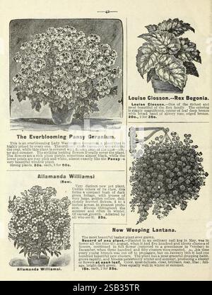 Flowers, Floral Park, N. Y, Miss Mary E. Martin, 1900, fiori, semi, cataloghi, lantana piangente, geranio pansia, vivai, orticoltura, Miss Mary E. Martin Firm, allamanda williamsii, storie di giardini, in fiore, Louise Closson, l'illustrazione presenta una collezione di bellissime piante da fiore, ciascuna accompagnata da una breve descrizione. 1) **il Pansy Geranium Everblooming**: Ben visibile, questa pianta è nota per i suoi fiori vibranti che ricordano le pansie, capaci di fiorire continuamente. È evidenziato per la sua resistenza e durata, il che lo rende adatto a vari set da giardinaggio Foto Stock