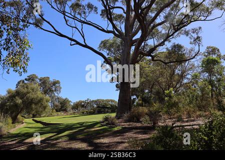 grandi alberi e cespugli dominano una collina erbosa sotto un cielo blu chiaro (cielo) Foto Stock