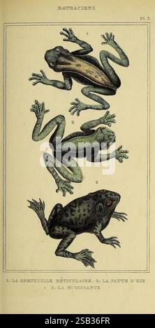 Oeuvres du comte de Lacépède, Parigi, P. Duménil, 1836, storia naturale, opere pittoriche, vertebrati, zoologia, tartarughe, lucertole, rane, pesci, serpenti, l'illustrazione mostra tre diverse specie di rane, ciascuna meticolosamente etichettata. La rana più in alto è nota per il suo intricato motivo reticolato, mentre la rana centrale è evidenziata per il suo caratteristico piede d'oro. Il campione inferiore presenta un aspetto più scuro e macchiato, sottolineandone la colorazione e la consistenza uniche. Questo pezzo offre uno sguardo sulla diversità dell'anatomia e della colorazione anfibia, illustrando l'affascinante adap Foto Stock