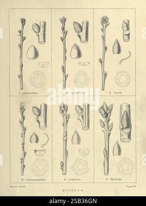 The Trees of Great Britain & Ireland, Edinburgh, Priv. Print, 1906-13, Gran Bretagna, Irlanda, alberi, un'illustrazione botanica dettagliata raffigurante varie specie del genere Quercus. L'opera d'arte è divisa in sei sezioni, ognuna delle quali presenta un diverso tipo di quercia. 1) **Quercus paludosa**: Illustrato con il suo ramo caratteristico e la ghianda, a dimostrazione della struttura a foglia unica. 2) **Quercus sessiliflora**: Caratterizzato da un primo piano dei suoi boccioli di fiori e dalla caratteristica forma a foglia. 3) **Quercus cerris**: Presenta il tronco e la ghianda, insieme ad una rappresentazione delle sue foglie allungate e lobate. 4. Foto Stock