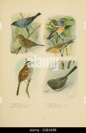 Il libro degli uccelli, gli uccelli comuni della città e del paese, e gli uccelli di selvaggina americana, Washington, D.. C, 1918, Birds, l'illustrazione presenta quattro tipi distinti di uccelli raffigurati in un ambiente vivace e naturale. 1. Nell'angolo in alto a sinistra, viene mostrato un mucchio di indaco arroccato, che mostra il suo piumaggio blu brillante. 2) accanto ad essa è esposto un passero dalla gola bianca, caratterizzato dalle sue piume marroni e crema e dalle distintive marcature facciali. 3. Il basso a sinistra presenta una versione femminile del bunting indaco, che ne illustra la colorazione più silenziosa rispetto al maschio. 4) in basso a destra si vede una Slate Foto Stock
