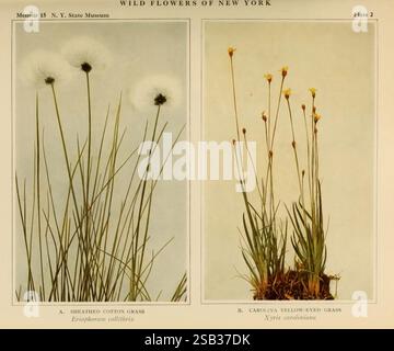 Wild Flowers of New York, 1918, New York State, opere pittoriche, fiori selvatici, erba di cotone rivestita, erba Carolina dagli occhi gialli, Eriophorum callithrix, Xyris caroliniana, la mostra visiva mostra due specie di piante distinte, presentate fianco a fianco per confronto. Sulla sinistra è raffigurato il Cotton Grass seghettato (*Eriophorum vaginatum*), caratterizzato da steli sottili e verticali sormontati da soffici teste floreali di cotone che conferiscono un aspetto delicato. Il contrasto tra la loro texture sfumata e le linee dritte dei gambi crea un'affascinante dinamica visiva. Sulla destra, il Carolina Yell Foto Stock