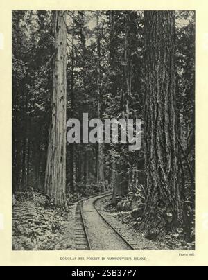 The, Trees, of, Great, Britain, &, Irlanda, Edimburgo, Priv, stampa, 1906-13, Gran Bretagna, Irlanda, alberi, un tranquillo sentiero si snoda attraverso una fitta foresta di torreggianti abeti Douglas, mostrando la maestosa bellezza della natura. I tronchi torreggianti, ricoperti da ricche texture di corteccia, creano un'atmosfera simile a una cattedrale, con macchie di luce che filtrano attraverso lo spesso baldacchino in alto. Il terreno è punteggiato da una vegetazione lussureggiante e il sentiero tortuoso suggerisce un viaggio in attesa di svolgersi, invitante esplorazione nei tranquilli dintorni dello splendore naturale dell'isola di Vancouver. La scena cattura t Foto Stock