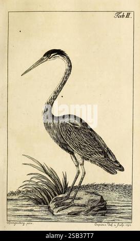 Gemeinnützige Naturgeschichte Deutschlands nach allen drei Reichen Leipzig, Bey Siegfried Lebrecht Crusius, 1789-1795. Uccelli, Germania, mammiferi, Purple Heron, Ardea purpurea, l'illustrazione raffigura un airone aggraziato in piedi su una roccia in un ambiente tranquillo, circondato da erba delicata e acqua. Il lungo e sottile collo dell'airone è elegantemente arcuato e presenta caratteristiche distintive, tra cui un becco affilato e intricati motivi di piume sul corpo. L'acqua calma sullo sfondo riflette la semplicità dell'habitat naturale, sottolineando il comportamento avvelenato e solitario dell'airone. Questo artwor Foto Stock
