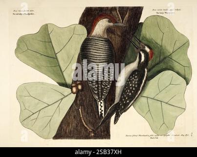 La storia naturale della Carolina, della Florida e delle Isole Bahama:. Londra, stampato per C. Marsh 1754, storia naturale, Bahamas, stati del sud, opere pre-linneane, Melanerpes carolinus, piante, uccelli, Georgia, Florida, Carolina del Sud, Carolina del Nord, botanica, ornitologia, Mark Catesby, Quercus marilandica, rovere nero, picchio con pancioli rossi, Picoides villosus, picchio peloso, picchi, Catesby, Una suggestiva illustrazione raffigurante due specie di picchi, arroccati su un grande tronco di albero testurizzato. L'uccello di sinistra sfoggia una vivace corona rossa e intricati pennacchi a righe bianche e nere Foto Stock