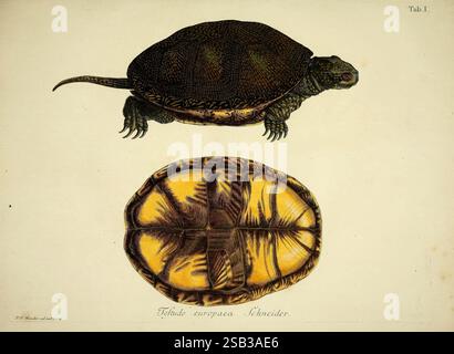 D. königl di Johann David Schöpf. Preuss. Hofraths Naturgeschichte der Schildkröten Erlangen Bey Johann Jakob Palm 1792-1801 opere pittoriche di tartarughe Emys orbicularis, Un'illustrazione dettagliata di una tartaruga, che mostra sia la vista dorsale che quella ventrale. Il lato sinistro raffigura la tartaruga con il suo guscio sollevato, rivelando motivi e trame intricati, mentre il lato destro presenta una chiara visuale della parte inferiore del guscio. I colori sottolineano la bellezza naturale del carapace della tartaruga, con ricchi marroni e delicati riflessi, catturando l'essenza di questo rettile acquatico. Il titolo nella parte inferiore dell'etichetta Foto Stock