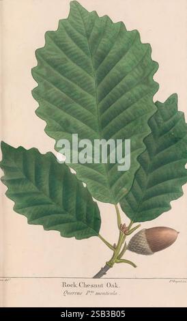 Il North American Sylva Philadelphia R.P. Smith 1853 botanica North America Trees, Un'illustrazione botanica che mostra le foglie e la ghianda della rovere di castagno (Quercus prinus). La composizione comprende due tipi distinti di foglie: Una con un margine ampio e liscio e l'altra con un bordo lobato, che mostra la varietà all'interno della specie. La ghianda, incastonata alla base delle foglie, è parzialmente visibile e ne illustra la forma e la consistenza uniche. Sotto l'illustrazione, il nome scientifico "Quercus prinus" è elegantemente inciso, insieme al nome comune "Rovere di castagno di roccia". Questa rappresentazione in alto Foto Stock