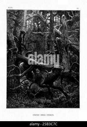 La vita e le abitudini degli animali selvatici, Londra, A. Macmillan, 1874, uccelli, comportamento animale, la scena raffigura un momento drammatico in una fitta foresta dove un animale astuto, forse un lupo, sembra navigare abilmente tra rami e alberi caduti. I dintorni sono pieni di radici noiose e folte foglie, che evocano un senso di conflitto primordiale. Sullo sfondo, alcuni indizi di un'altra creatura suggeriscono una lotta che mette in evidenza il tema "strategia contro forza". La composizione enfatizza la tensione tra gli istinti di sopravvivenza e l'ambiente naturale, illustrando un crit Foto Stock