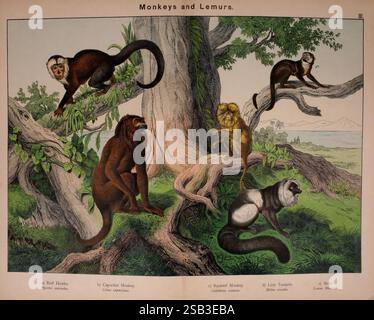Natural history of the animal kingdom for the use of young people Brighton E. & J.B. Young and Co, 1889. animals juvenile literature pictorial works zoology monkey lemur maki lion tamarin squirrel monkey red howler William Forsell Kirby Gotthilf Heinrich von Schubert, A vibrant illustration showcasing various species of monkeys and lemurs. In the foreground, a red howler is perched on a branch, displaying its distinctive coloring. Nearby, a capuchin monkey with a curious expression is seen climbing the trunk of a large tree. To the side, a squirrel monkey is leaping gracefully among the branch Foto Stock