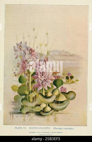 Una guida ai fiori selvatici, New York, Stokes 1899, stati nordorientali, fiori selvatici, donne della scienza, Marian Ellis Rowan, la composizione presenta un sereno gruppo di giacinti d'acqua, che fluttuano graziosamente sulla superficie di un tranquillo corso d'acqua. Delicate foglie allungate in varie sfumature di verde forniscono uno sfondo lussureggiante per le incantevoli fioriture. I fiori, caratterizzati dalle loro morbide tonalità lavanda e rosa, si stagliano in alto sopra l'acqua, mostrando intricati petali che si aprono verso l'esterno. I fili d'erba salgono in grande stile, aggiungendo un tocco di eleganza alla scena. L'accordo generale evoca Foto Stock