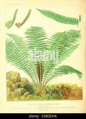 Felci europee, Petter, Galpin & Co, 1879-1881. Europa, felci, botanica, Struthiopteris germanica, tassonomia: Trinomial= Matteuccia struthiopteris subsp. Struthiopteris, Matteuccia struthiopteris, felce di struzzo, Un'illustrazione botanica splendidamente dettagliata con la Struthiopteris germanica, comunemente nota come felce maschile. L'immagine mostra più fronde con una struttura vibrante e una texture unica. L'illustrazione include la superficie superiore della pinna fertile insieme a una vista ravvicinata delle ifae sterili. Lo sfondo presenta sottili rappresentazioni di rocce che valorizzano la natura Foto Stock