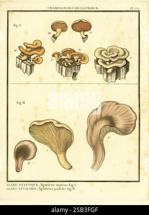 Herbier de la France, Parigi, Chez l'auteur, Didot, Debure, Belin, 1780-93. Francia, funghi, piante medicinali, opere pittoriche, piante, piante velenose. l'illustrazione mostra vari tipi di funghi, mostrando le loro forme e caratteristiche distinte. Nella sezione superiore, vengono presentate più viste di una specie di funghi, evidenziando la complessità delle loro branchie e cappucci. Ogni campione è etichettato con lettere che indicano moduli diversi. La sezione inferiore si concentra su un'altra specie, caratterizzata da un singolo fungo riprodotto in linee e ombreggiature dettagliate, enfatizzando la sua texture unica A. Foto Stock