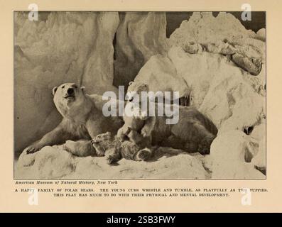 The Human Side of Animals New York Frederick A. Stokes Company [c1918] comportamento animale orso polare Ursus maritimus famiglia tassonomica Ursidae Hallig mammiferi zoologia orso polare artico, Una scena deliziosa cattura una famiglia gioiosa di orsi polari impegnati in giocose buffonate nel loro habitat ghiacciato. Due giovani cuccioli lottano e rotolano l'uno sull'altro, mostrando l'energica curiosità tipica della giovinezza. La loro madre guarda su di loro, un'immagine di pazienza e tutela, mentre si rilassa su un cumulo di neve e ghiaccio. Il paesaggio circostante presenta torreggianti formazioni di ghiaccio, che esaltano il frigido ma CA Foto Stock