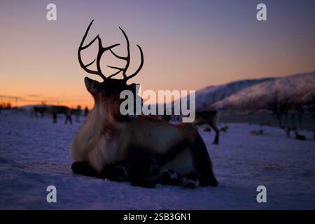 Una maestosa renna si staglia su un meraviglioso cielo crepuscolo, con montagne innevate sullo sfondo che catturano la serena bellezza dell'inverno Foto Stock