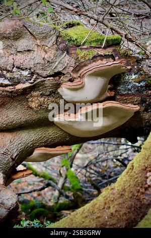Due grandi corpi fruttiferi di Ganoderma australe crescono su un tronco di albero, evidenziando il ruolo del fungo nel decadimento del legno e negli ecosistemi forestali Foto Stock