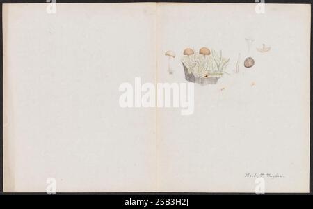 Disegni di funghi, non prima del 1839, funghi, opere pittoriche, Una raccolta di funghi e funghi illustrati in modo complesso sono esposti sulla pagina. Sono raffigurate varie specie, mostrando una gamma di forme e dimensioni, alcune con tappi e branchie distinti, mentre altre mostrano texture uniche. Gli elementi circostanti includono erbe fini e dettagli delicati che esaltano la scena naturale. La firma di un artista nell'angolo aggiunge un tocco personale, indicando il nome del creatore, mentre la composizione complessiva riflette un'attenta osservazione delle complessità della natura. Foto Stock