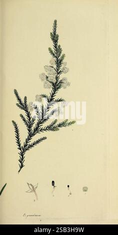 L'heathery, o Una monografia del genere Erica, London, Henry G. Bohn, 1845, ericas, heather, opere pittoriche, Plant, Erica, Un'illustrazione dettagliata mostra un ramo di una pianta di conifere con delicate foglie simili a una scala disposte in un motivo simile a una piuma. Ogni foglia è finemente dettagliata, sfoggia texture intricate e una tonalità verde profonda. Alla punta del ramo emergono gruppi di piccoli fiori bianchi, che contribuiscono alla bellezza botanica della pianta. Sotto l'illustrazione principale, diversi schizzi più piccoli raffigurano varie fasi dello sviluppo dell'impianto: Uno mostra una struttura a foglia, mentre altri i Foto Stock
