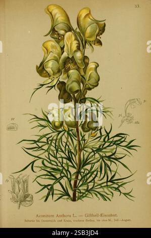 Atlante, der, Alpenflora Wien, 1882, alpi, atlanti, montagna, piante, New York, Botanical, Garden, Un'illustrazione botanica di Aconitum anthora L., comunemente noto come la monkshood o la rovina del lupo. La pianta presenta steli verdi allungati e sottili ornati da fogliame dettagliato composto da foglie finemente dissezionate. Tra le foglie spiccano i suggestivi fiori gialli, caratterizzati dai loro fiori a forma di elmetto che si raggruppano nella parte superiore dello stelo. Accanto all'illustrazione principale sono presenti piccoli schizzi dettagliati della struttura floreale, che mostrano la forma e le caratteristiche uniche del Foto Stock