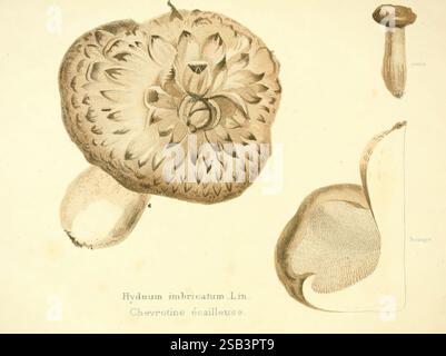 Les, champignons, comestibles, du, Canton, de, Neuchâtel, Atel, Neuchâtel, Atel, Société neuchâteloise d'utilité publique, 1861-1869, funghi, Svizzera, The New York Botanical Garden, pittorico, Works, Neuchâtel, Canton, Hydnum imbricatum, Louis Favre, artista, VZQ1100519., questa illustrazione mostra l'Hydnum imbricatum, noto anche come fungo di riccio. Presenta il caratteristico cappello del fungo, che ha una consistenza simile a scale, e una vista dettagliata delle sue branchie, che si trovano sul lato inferiore. La composizione comprende un profilo laterale del fungo, highlighti Foto Stock