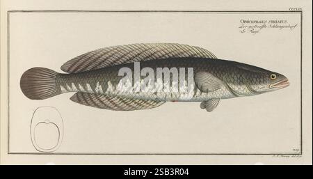 D. Marcus Elieser Bloch's ausübenden Arztes zu Berlin Oeconomische Naturgeschichte der Fische Deutschlands Berlin Auf Kosten des Verfassers und in Commission bei dem Buchhändler HR. Hesse 1782-1795 Fish Berlino Germania ittiologia pesci incisioni zoologiche coloranti a mano opere pittoriche Channa striata, l'opera mostra una meticolosa illustrazione di un pesce noto come "Channa striata", comunemente indicato come la testa di serpente a strisce. Il pesce è raffigurato in profilo, rivelando il suo corpo allungato, la testa appuntita e la colorazione distintiva. Una sfumatura di verde scuro e marrone corre lungo i Foto Stock