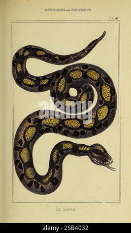 Oeuvres du comte de Lacépède Paris, P. Duménil, 1836. Storia naturale, opere pittoriche, vertebrati, zoologia, tartarughe, lucertole, rane, pesci, serpenti, l'illustrazione raffigura un serpente avvolto elegantemente, mostrando i suoi intricati motivi e la sua colorazione distintiva. Le scale mostrano un'impressionante combinazione di nero profondo e giallo vibrante, che evidenzia la forma del serpente. La sua testa è leggermente sollevata, rivelando zanne affilate e un comportamento vigile, indicativo della sua natura predatoria. I delicati dettagli delle scale e delle caratteristiche contribuiscono al senso generale del realismo, mentre l'ambiente circostante Foto Stock