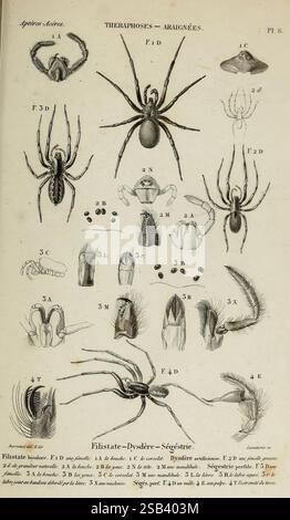 Histoire naturelle des Insectes. Aptères. Parigi, Librairie encyclopédique de Roret, 1837-1847. Insetti, ragni, museo di zoologia comparata, l'illustrazione mostra varie specie di ragni della famiglia Theraphosidae, evidenziando caratteristiche anatomiche dettagliate. Ogni campione è meticolosamente etichettato con codici alfanumerici corrispondenti a parti diverse, come carapace, chelicerae e gambe. La disposizione enfatizza la diversità nella forma e nelle dimensioni di questi aracnidi, tra cui viste ravvicinate di strutture specializzate come zanne e spinnerets. Questa raccolta funge da ed Foto Stock