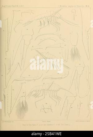 Contributi a una monografia dell'Amphipoda Hyperiidea, 1887-89, Hyperiidea, questa illustrazione dettagliata mostra vari tipi di appendici e caratteristiche anatomiche associate a uno specifico gruppo di crostacei, probabilmente concentrandosi sulla morfologia delle appendici utilizzate per l'alimentazione, la locomozione o la percezione sensoriale. Ogni sezione contrassegnata evidenzia strutture distinte, tra cui artigli, antenne e altri arti, sottolineando la diversità e la complessità di questi organismi acquatici. La precisione nel disegno riflette lo studio scientifico della tassonomia e della biologia degli artropodi, fornendo informazioni approfondite Foto Stock