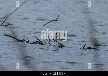 Il Pied Wagtail è un piccolo uccello insettivoro che si trova in tutta l'Irlanda. Questo è stato avvistato a Bull Island, Dublino, che si forgia lungo il litorale per in Foto Stock