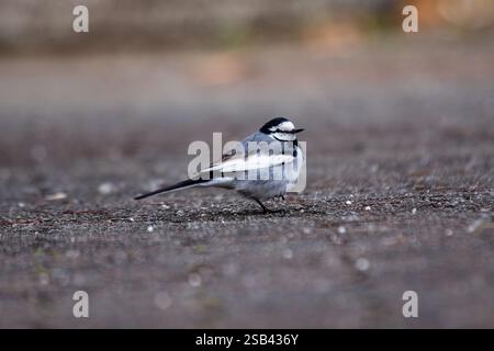 Il Pied Wagtail è un piccolo uccello insettivoro che si trova in tutta l'Irlanda. Questo è stato avvistato a Bull Island, Dublino, che si forgia lungo il litorale per in Foto Stock