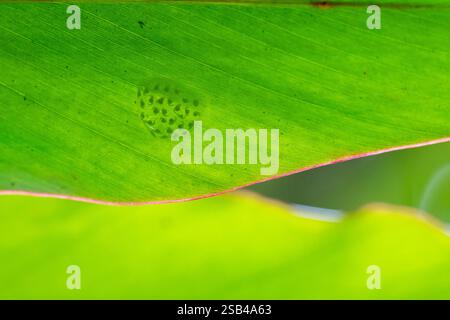 Costa Rica, Arenal. Uova di rana di vetro (Hyalinobatrachium ruedai) sul fondo della foglia che mostrano all'interno i tadpole. Foto Stock