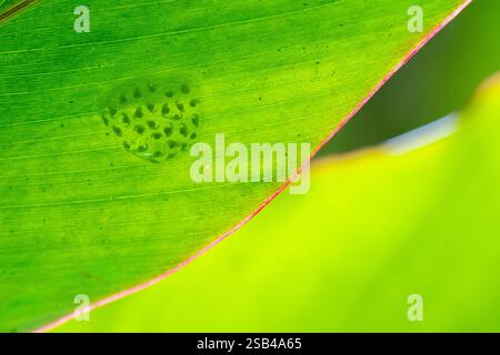 Costa Rica, Arenal. Uova di rana di vetro (Hyalinobatrachium ruedai) sul fondo della foglia che mostrano all'interno i tadpole. Foto Stock