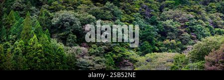 Foresta in Giappone prima della stagione autunnale Foto Stock