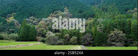 Foresta in Giappone prima della stagione autunnale Foto Stock