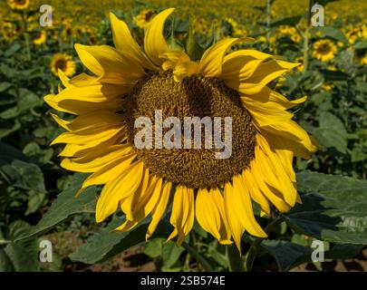 Grande girasole giallo brillante illuminato dal sole che cresce nel campo di girasoli di un contadino (Helianthus) ad agosto, Leicestershire, Inghilterra, Regno Unito Foto Stock