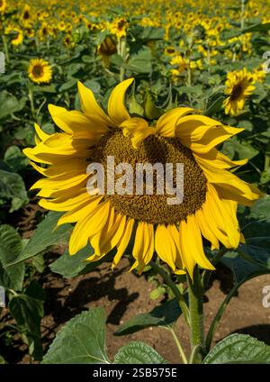 Grande girasole giallo brillante illuminato dal sole che cresce nel campo di girasoli di un contadino (Helianthus) ad agosto, Leicestershire, Inghilterra, Regno Unito Foto Stock