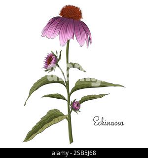 Purple Flowers echinacea su sfondo bianco. Illustrazione botanica acquerello, set di elementi floreali, disegnato a mano Illustrazione Vettoriale