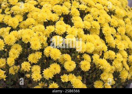 un gran numero di fiori gialli di crisantemo strettamente disposti insieme. Foto Stock