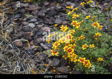 un arbusto con fiori gialli brillanti che crescono su pacciame di corteccia. Foto Stock