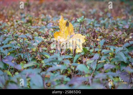 una foglia d'acero giallo caduto sui cespugli. La pagina è ben illuminata e presenta un contrasto con lo sfondo scuro. Foto Stock