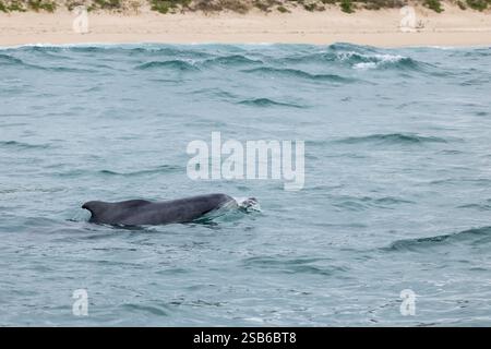 I delfini megattere dell'Oceano Indiano (Sousa plumbea) sono una specie a rischio di estinzione che affronta molte minacce umane. Plettenberg Bay è un luogo affidabile per vederli. Foto Stock