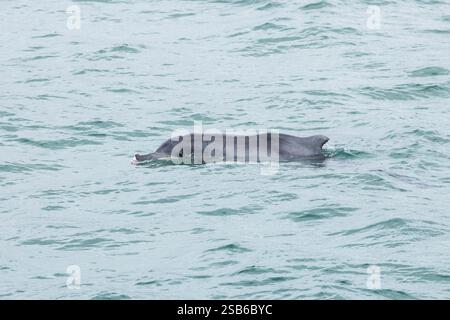 I delfini megattere dell'Oceano Indiano (Sousa plumbea) sono una specie a rischio di estinzione che affronta molte minacce umane. Plettenberg Bay è un luogo affidabile per vederli. Foto Stock