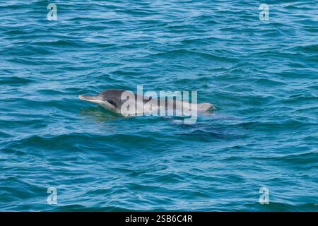 I delfini megattere dell'Oceano Indiano (Sousa plumbea) sono una specie a rischio di estinzione che affronta molte minacce umane. Plettenberg Bay è un luogo affidabile per vederli. Foto Stock