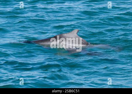 I delfini megattere dell'Oceano Indiano (Sousa plumbea) sono una specie a rischio di estinzione che affronta molte minacce umane. Plettenberg Bay è un luogo affidabile per vederli. Foto Stock